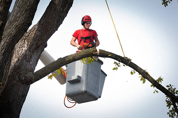 Best Tree Removal  in New Kensington, PA